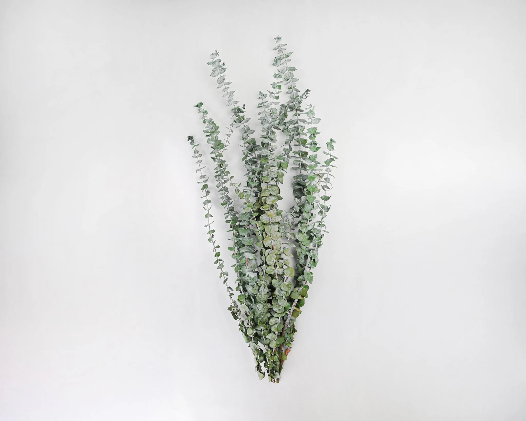 Preserved Eucalyptus Branches - Kiwi Green