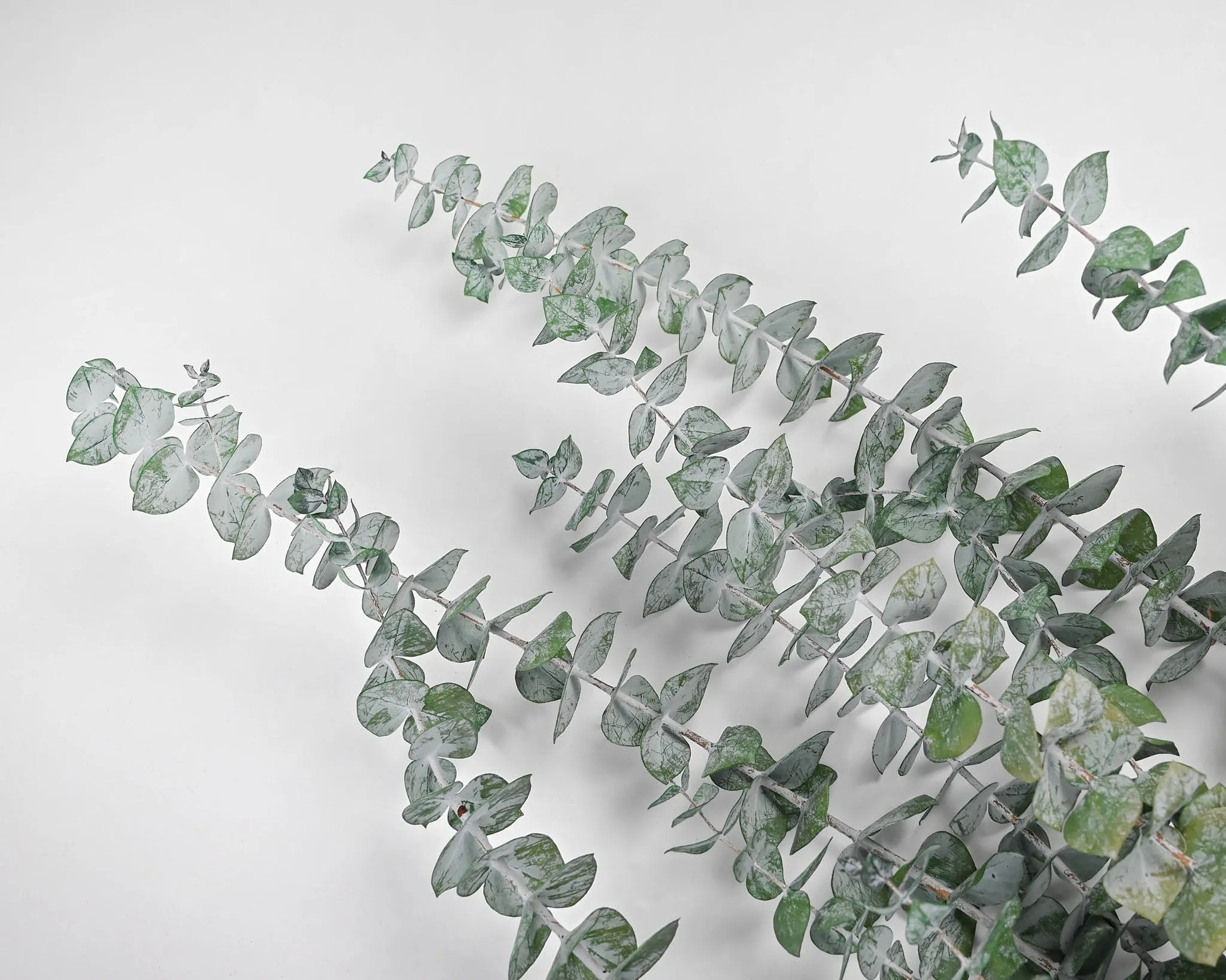Preserved Eucalyptus Branches - Kiwi Green