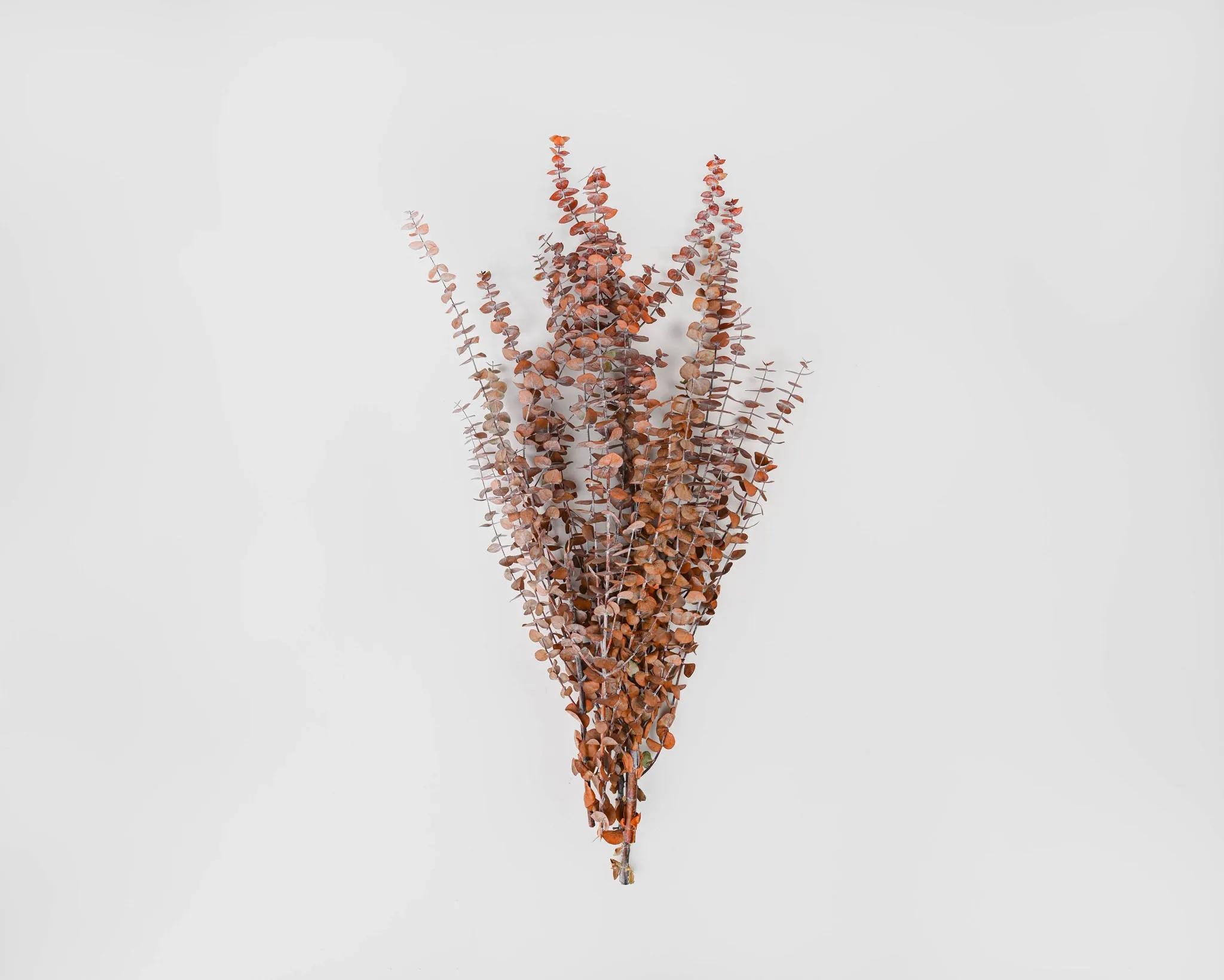 Preserved Eucalyptus Stems for sale - Harvest