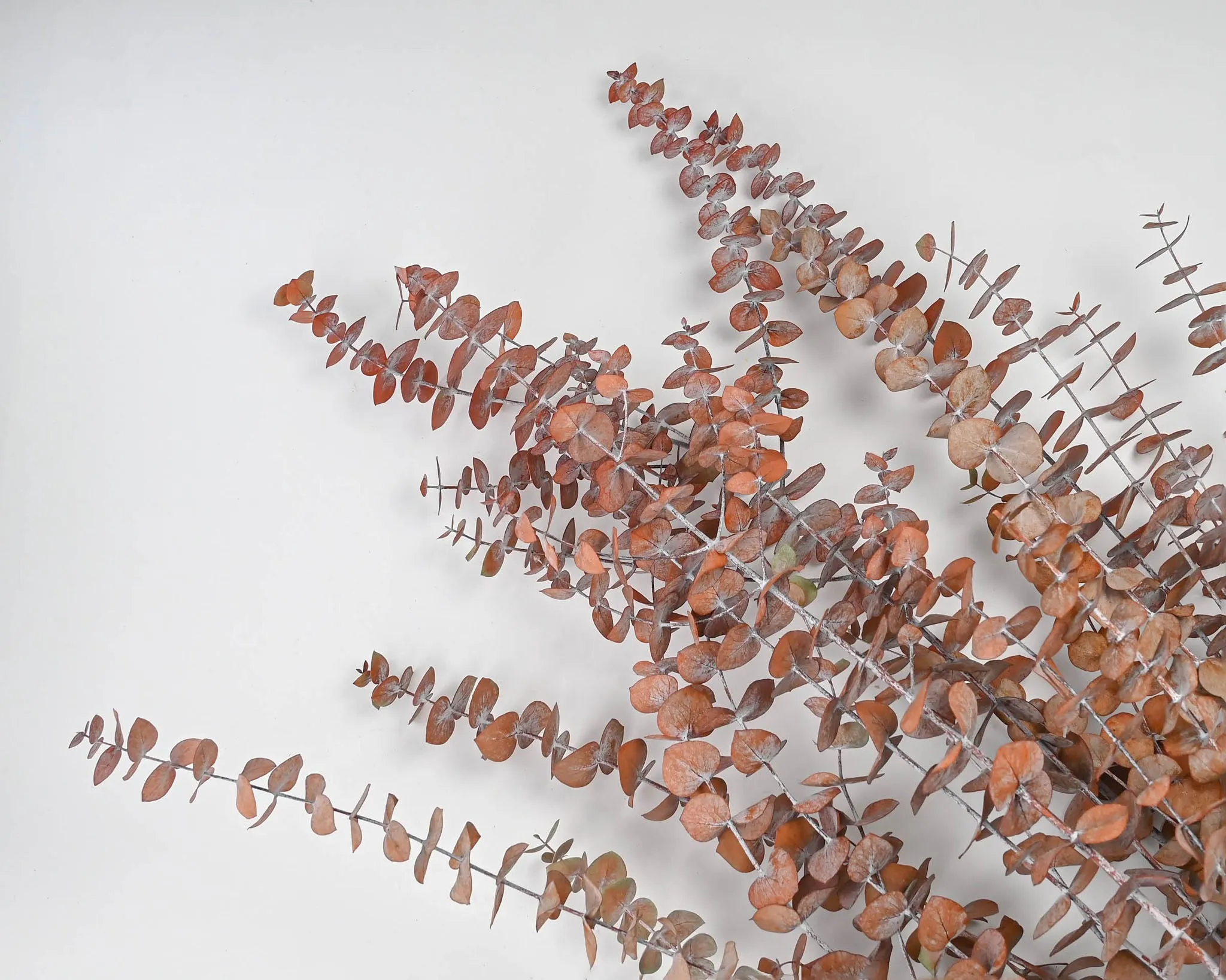 Preserved Eucalyptus Stems for sale - Harvest