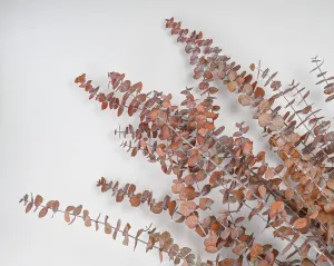 Preserved Eucalyptus Stems for sale - Harvest